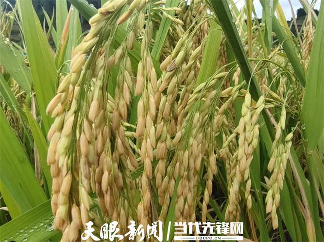 新蒲新区官田村:生态粮油"山外香"